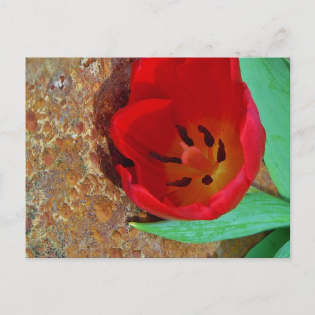 Spring yellow and Red Tulip Postcard (Front)