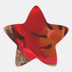 Spring yellow and Red Tulip Star Sticker