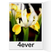 spring yellow cards (Inside (Left))
