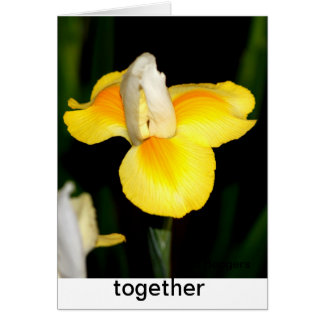 spring yellow cards
