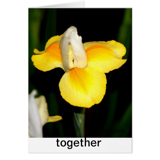 spring yellow cards (Front)