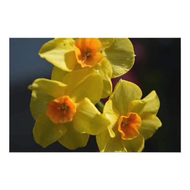 Spring yellow daffodil flower photo art. print (Front)
