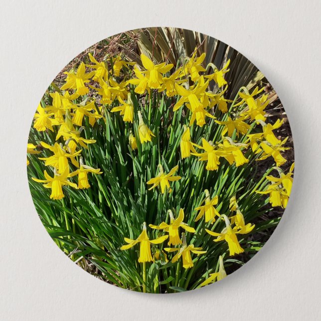 Spring Yellow Daffodils Badge Button (Front)