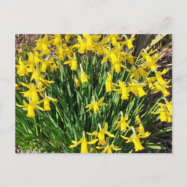 Spring Yellow Daffodils Postcard (Front)
