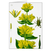 Spring yellow vintage herb (Front)