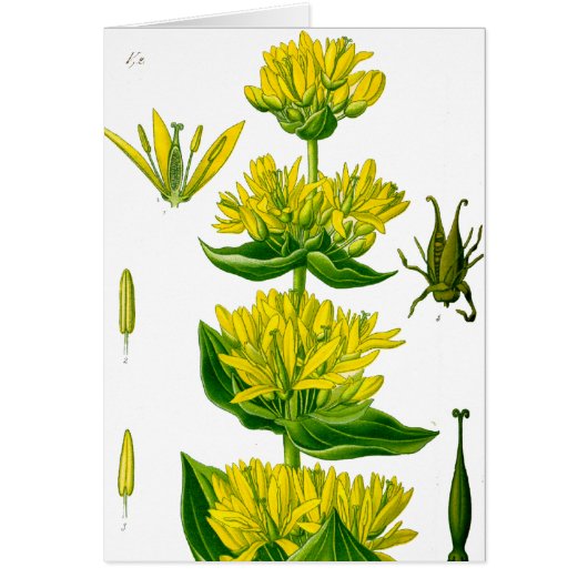 Spring yellow vintage herb cards (Front)