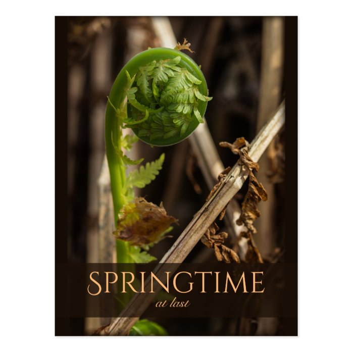 Spring Young fern rising CC0919 Beautiful nature Postcard