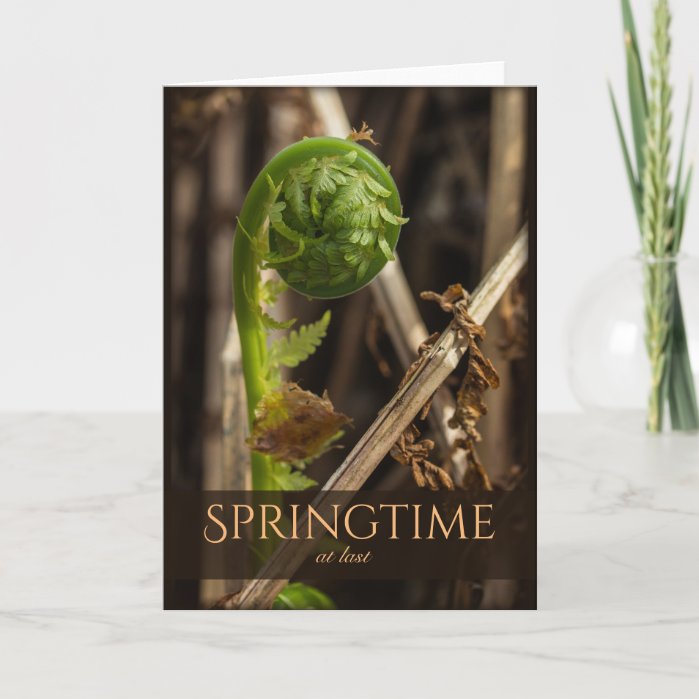 Spring Young fern rising CC0920 Beautiful nature Card