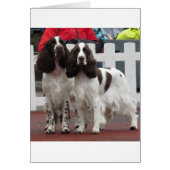 Springer_Pair lw (Front)