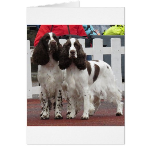 Springer_Pair lw Cards (Front)