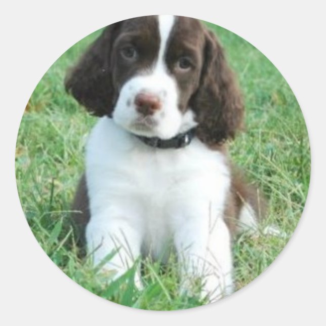 Springer Puppy Stickers (Front)