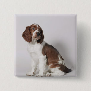 Springer spaniel button