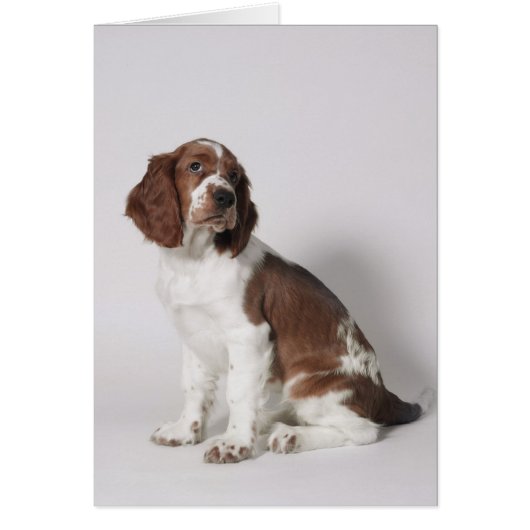 Springer spaniel cards (Front)