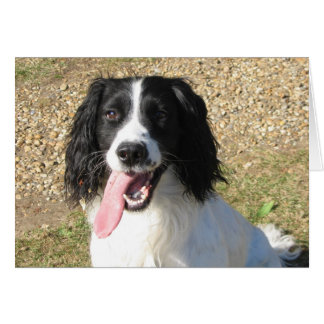 Springer Spaniel Cards