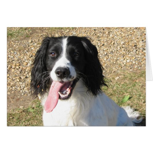 Springer Spaniel Cards (Front Horizontal)
