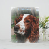 Springer Spaniel Dog Art (Standing Front)