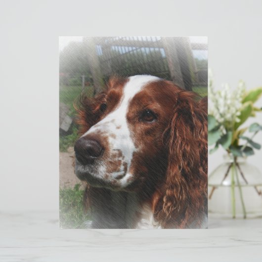 Springer Spaniel Dog Art (Standing Front)