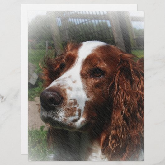 Springer Spaniel Dog Art (Front/Back)