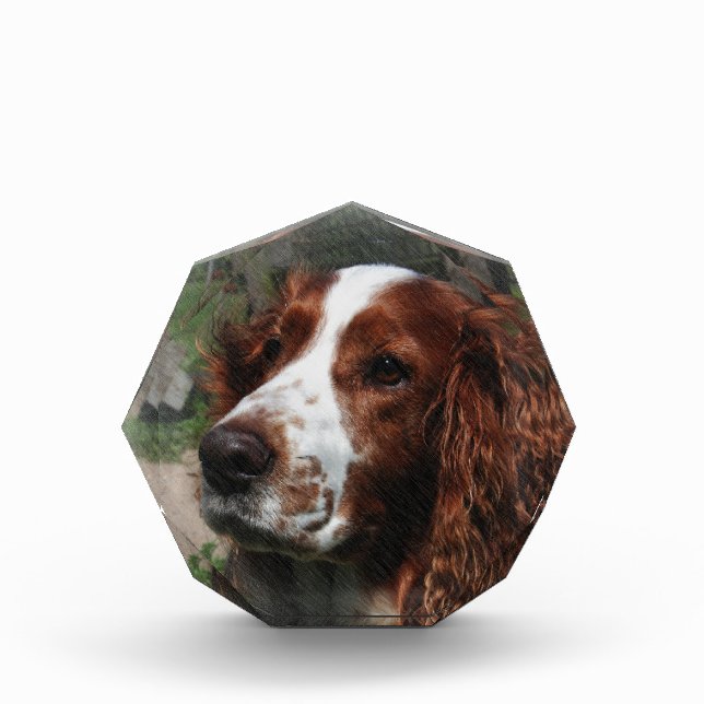 Springer Spaniel Dog Art Award (Front)
