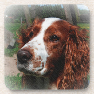 Springer Spaniel Dog Art Beverage Coaster