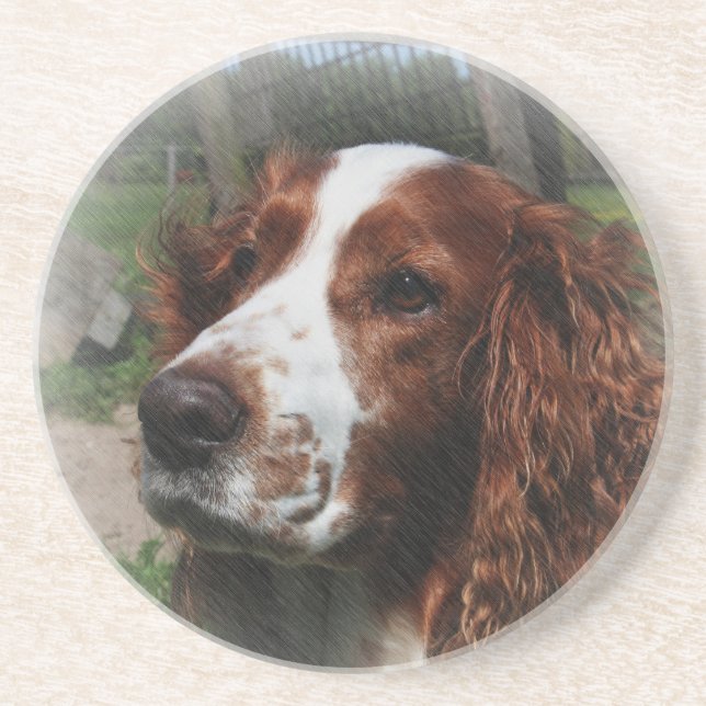 Springer Spaniel Dog Art Coaster (Front)