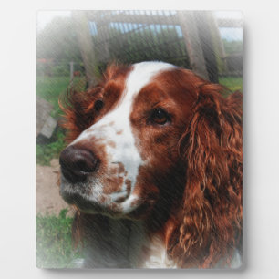 Springer Spaniel Dog Art Plaque