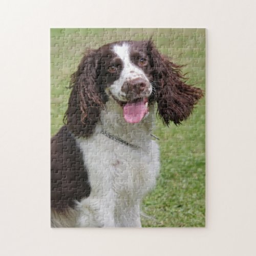 Springer Spaniel dog beautiful photo jigsaw puzzle