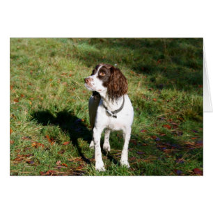 Springer Spaniel Dog card