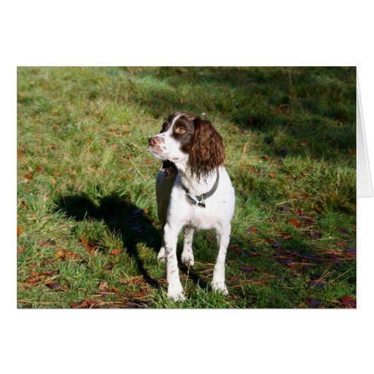 Springer Spaniel Dog card (Front Horizontal)