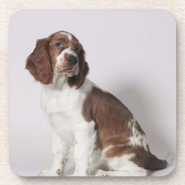 Springer spaniel drink coaster (Front)