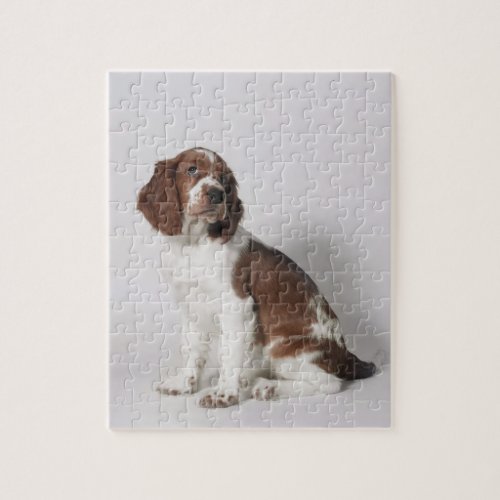 Springer spaniel jigsaw puzzle