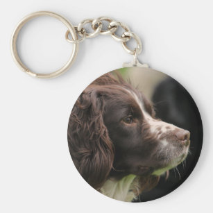 springer spaniel accessories