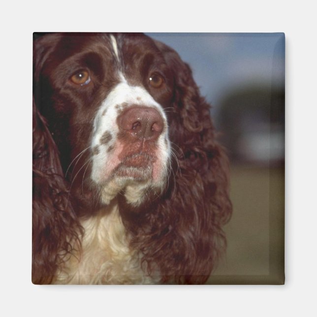 Springer Spaniel Magnet (Front)