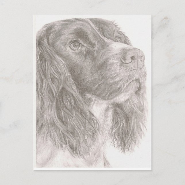 Springer Spaniel Postcard (Front)