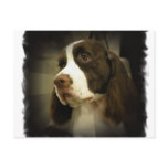 Springer Spaniel Postcard