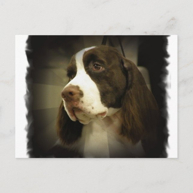 Springer Spaniel Postcard (Front)