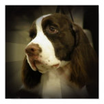 Springer Spaniel Print