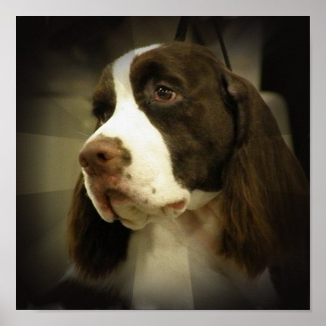Springer Spaniel Print (Front)