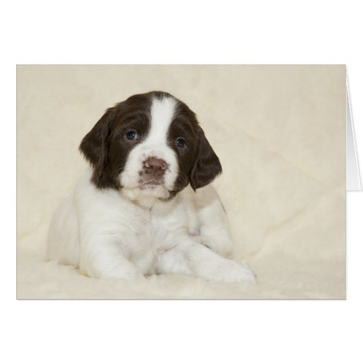 Springer Spaniel Puppy Cards (Front Horizontal)