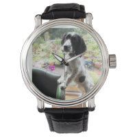 springer spaniel