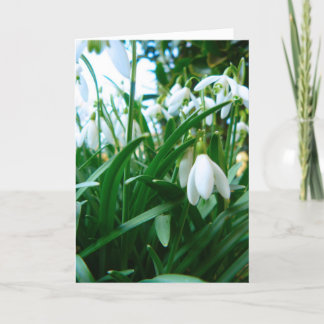 Springing Up Card