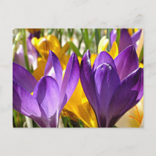 Spring's First Bloom: The Crocus Postcard