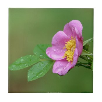 Springs Storm Beauty Wild Rose In Rain Tile by leehillerloveadvice at Zazzle