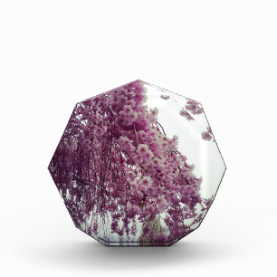 Springtime Award