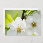 Springtime blooming (Front/Back)