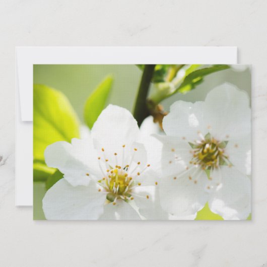 Springtime blooming (Front)