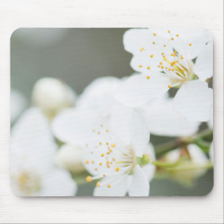 Springtime blooming mouse pad
