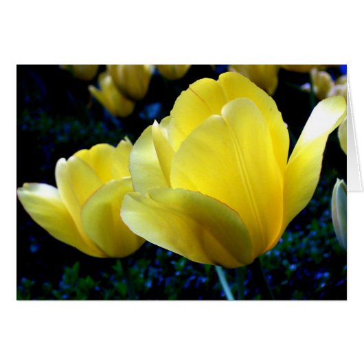 Springtime Cards (Front Horizontal)