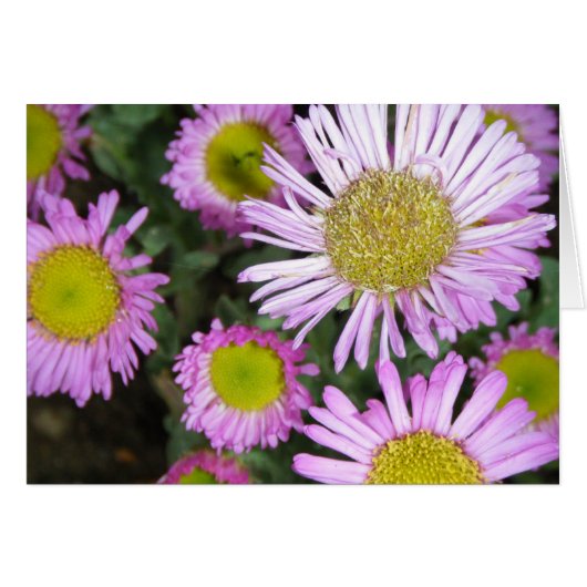 "Springtime chez moi" Cards (Front Horizontal)