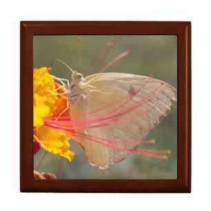 Springtime Gardens Butterfly Jewelry Box